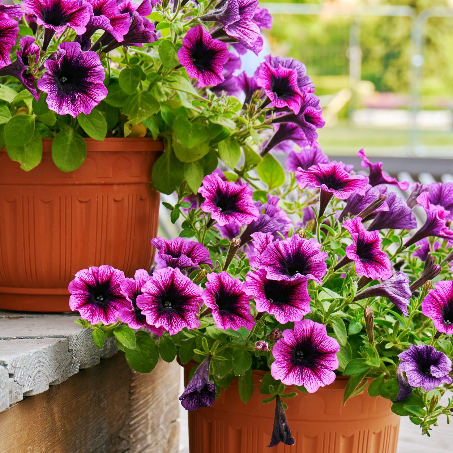 best patio plants