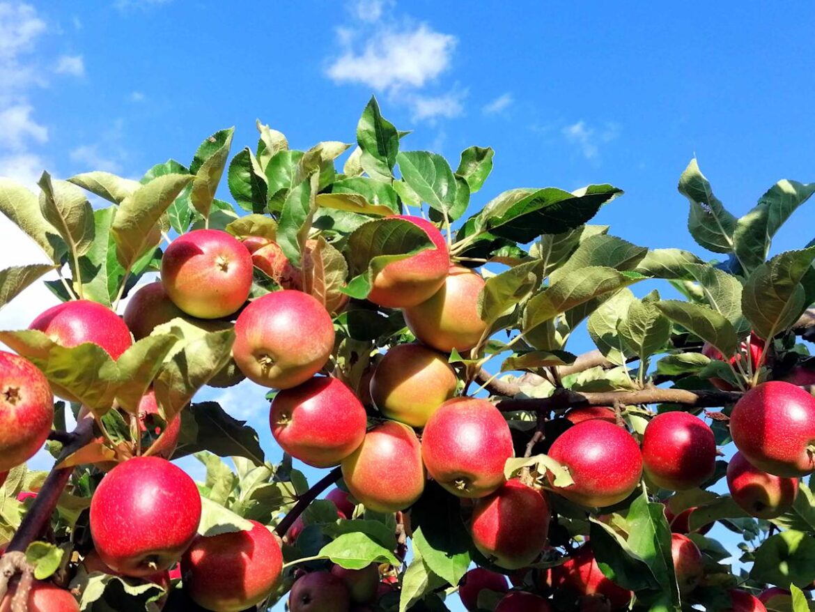 5 Fruit Trees That Thrive in Windy Locations, According to Gardening Experts 5 Fruit Trees That Thrive in Windy Locations, According to Gardening Experts