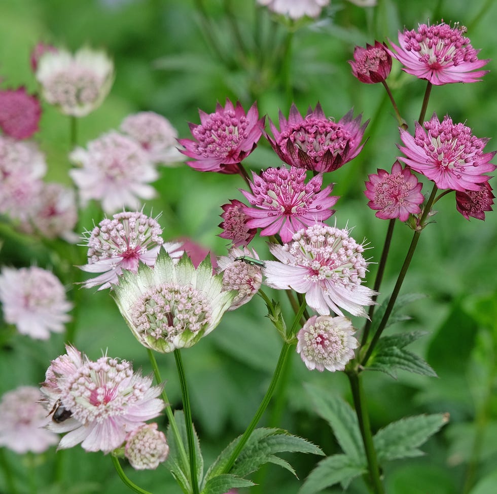 10 colourful, low-maintenance garden plants that are hard to kill — including hardy geraniums purple and white astrantia major, masterwort 'claret' and 'buckland' in flower.