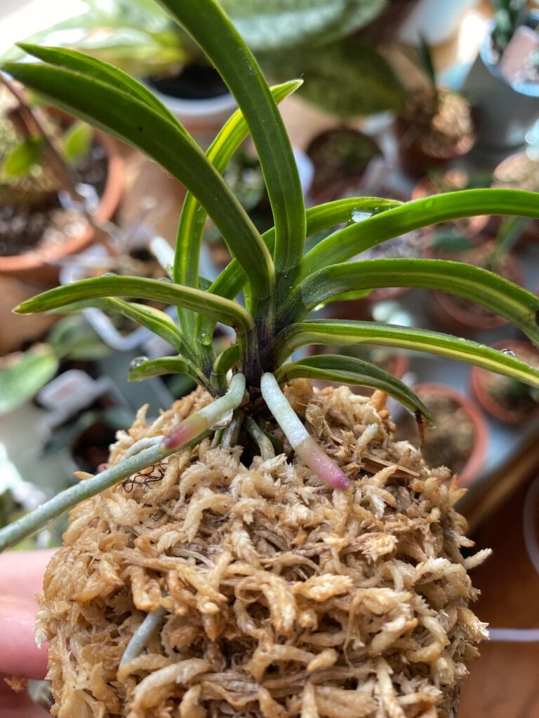 Neofinetia falcata collection