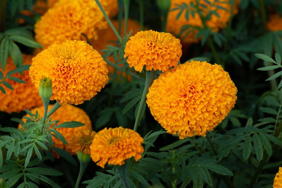 marigolds