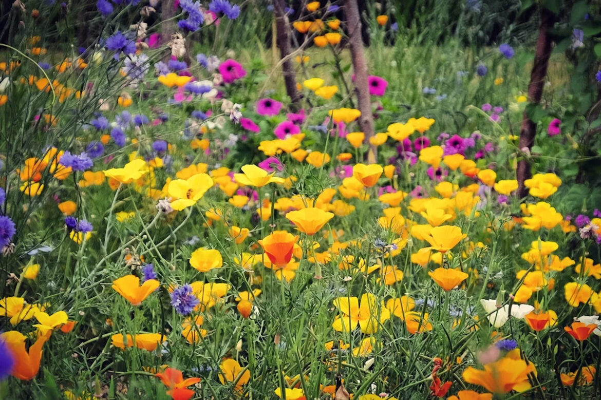 Experts Reveal the Low-Effort Gardening Trend Taking Over Backyards Experts Reveal the Low-Effort Gardening Trend Taking Over Backyards