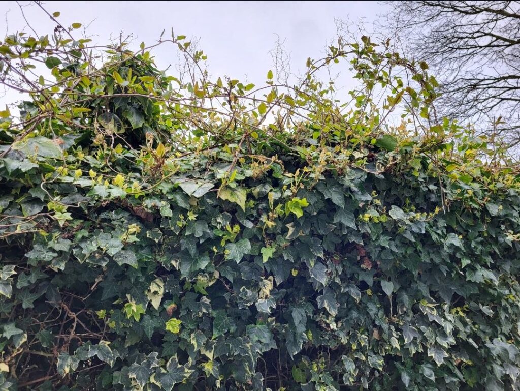 What is growing on top of this ivy? Also what type of ivy is this? (Yorkshire, England)