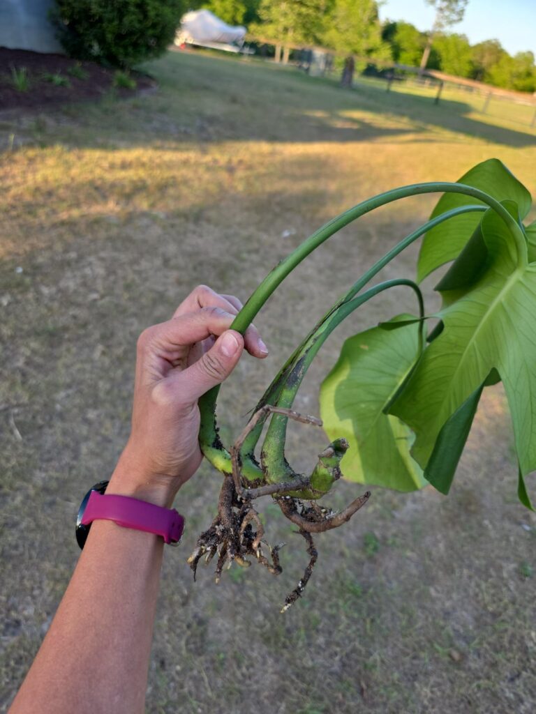 How to plant this cutting?