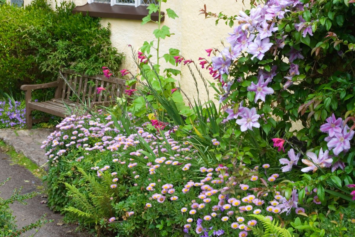 Clematis and other cottage garden plants near a bench (PA)