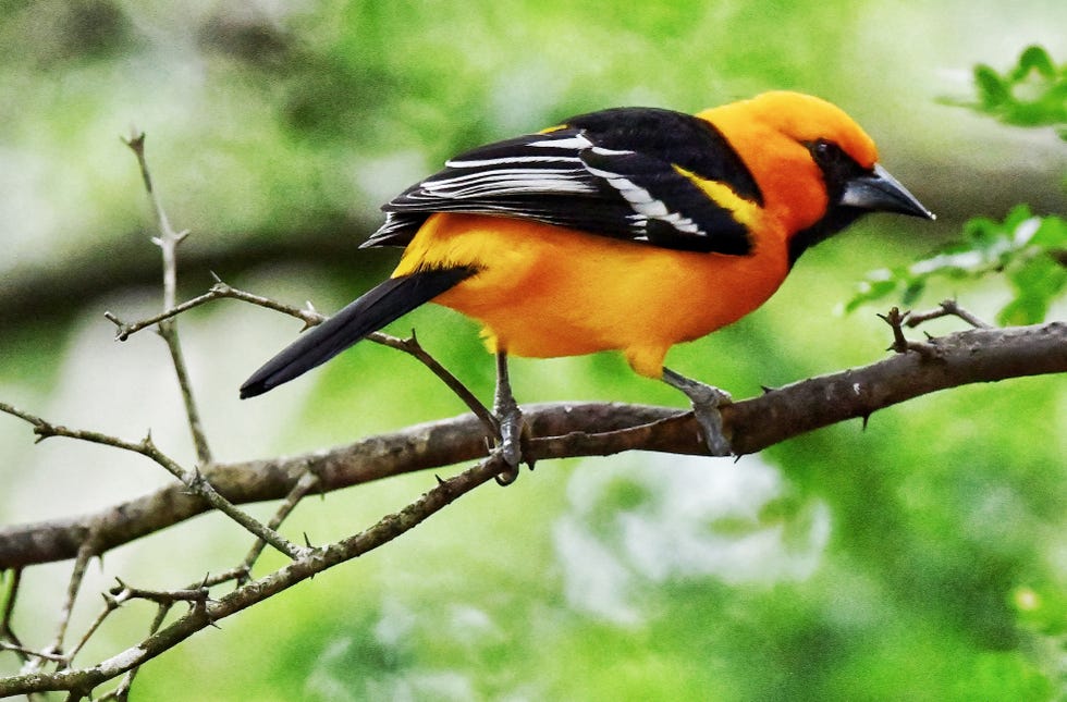 Perched Altamira Oriole