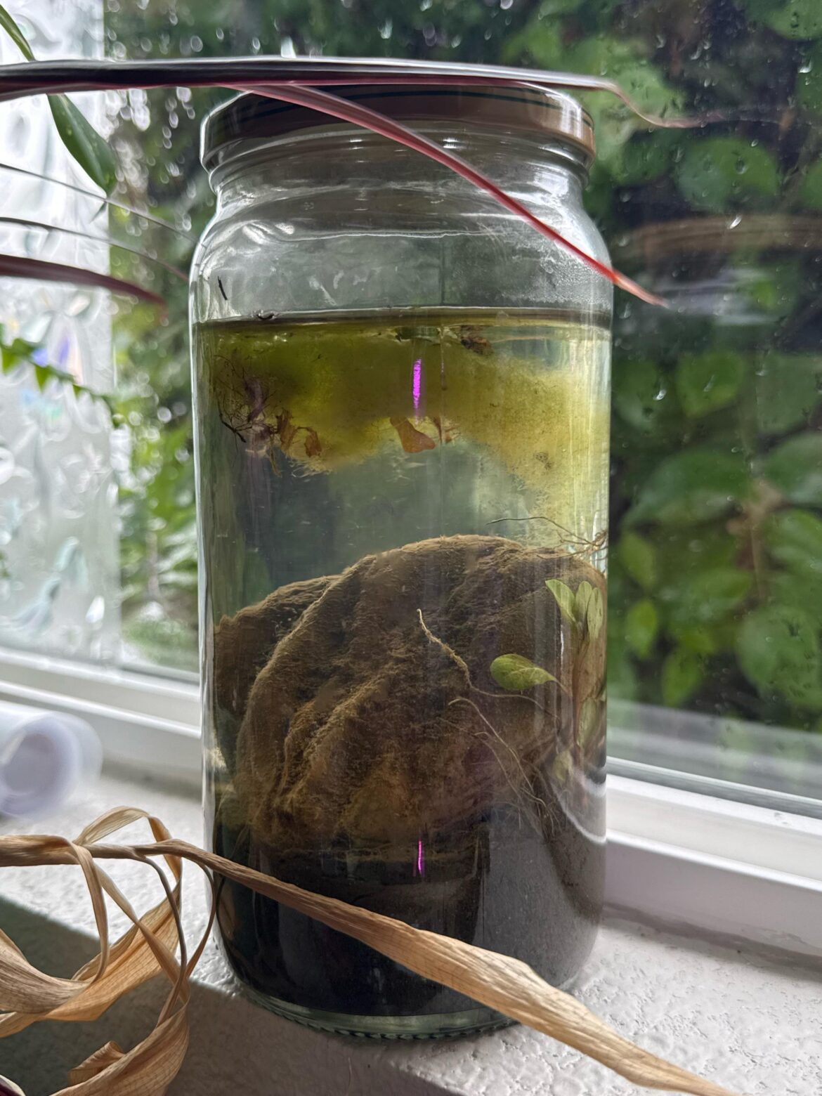Didnt know about this reddit! Here's my first ever jar. Day 2!
