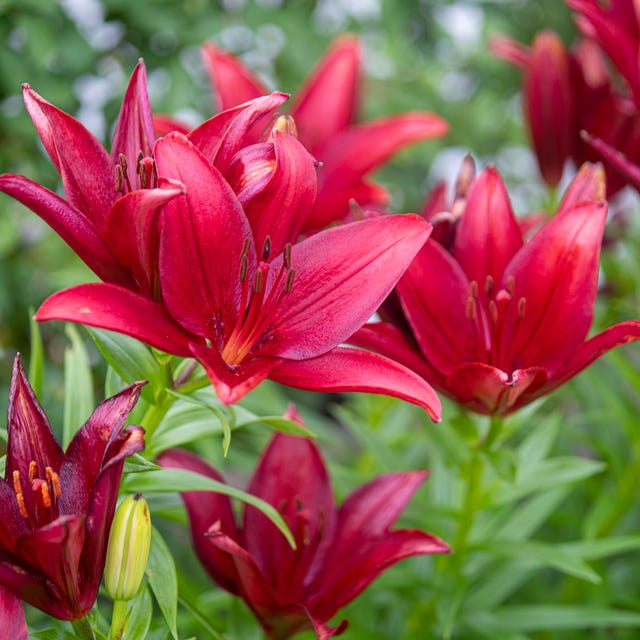Vibrant Red LA Lilies in America-yama Park is it okay to pick someone elses flowers- Vibrant Red LA Lilies in America-yama Park