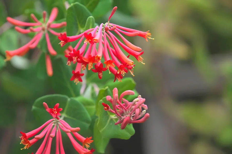 major wheeler honeysuckle vine is a major attraction for hummingbirds.