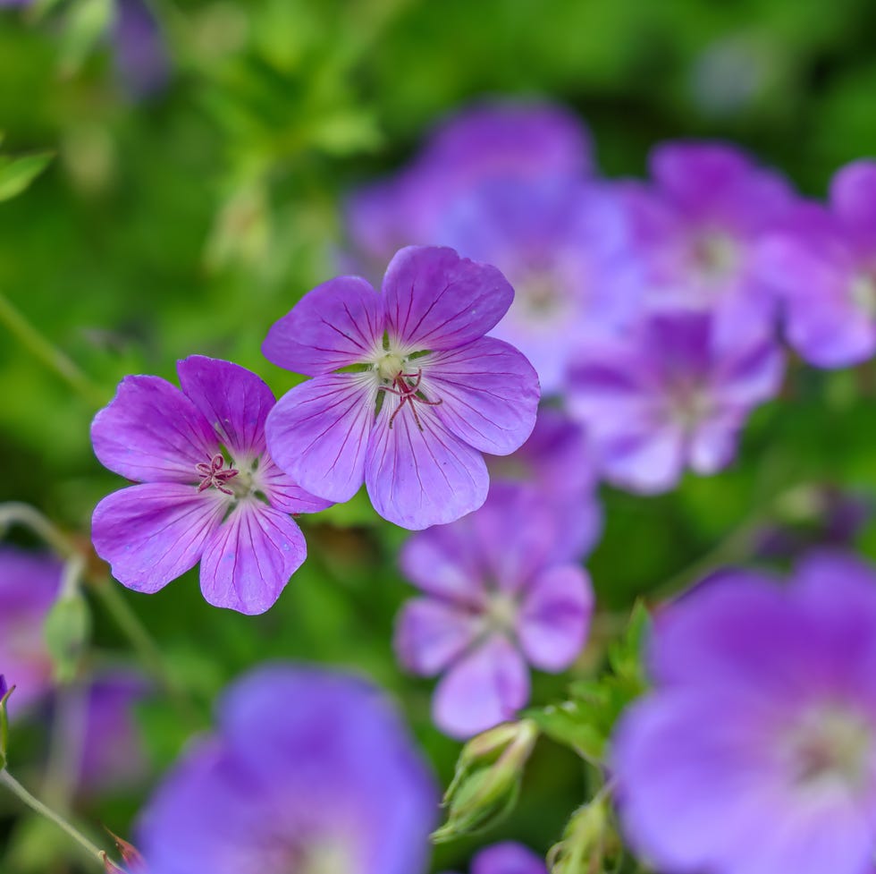 The best herbaceous plants for your garden geranium wallichianum growing outside