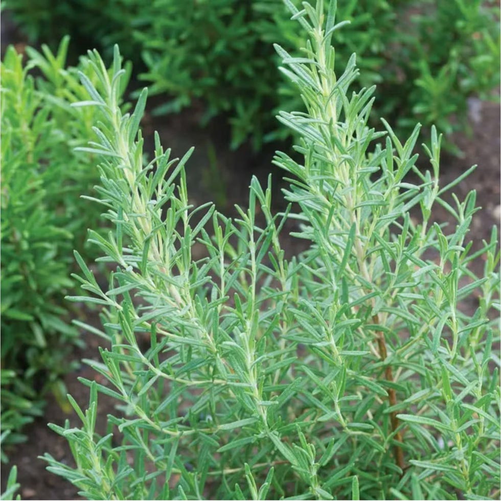 Arp Rosemary Plant