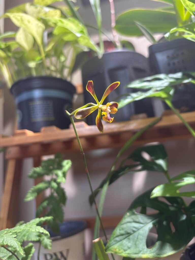 My First Bloom!