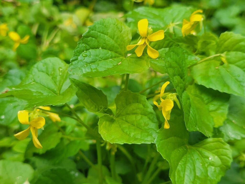 A different eastern violet