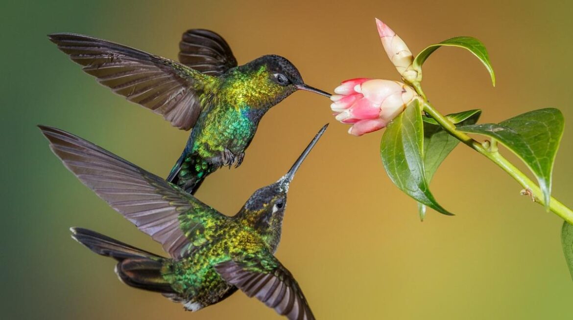 The Sweet-Smelling Herb That’ll Make Your Garden A Hummingbird Hotspot Outdoor Guide