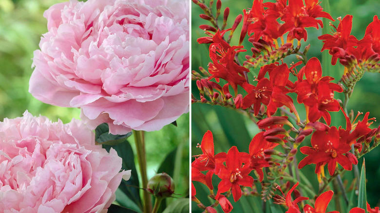 Pink roses on the left and red crocosmia 'Lucifer' flowers on the right