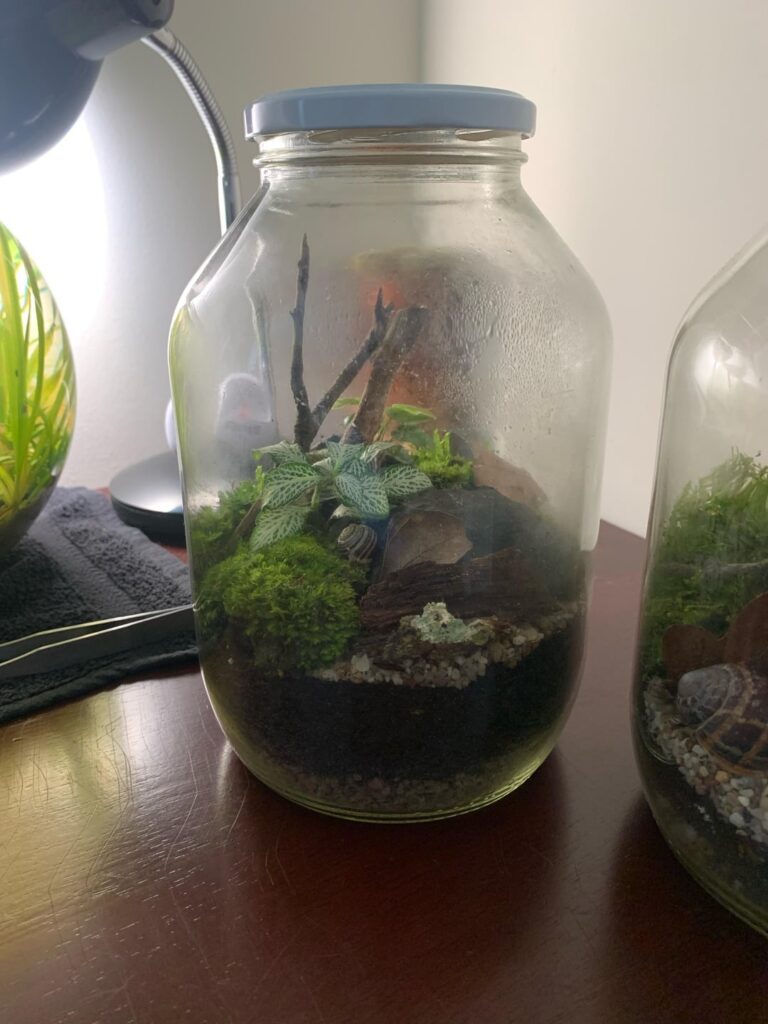 Check out my first ever terrariums