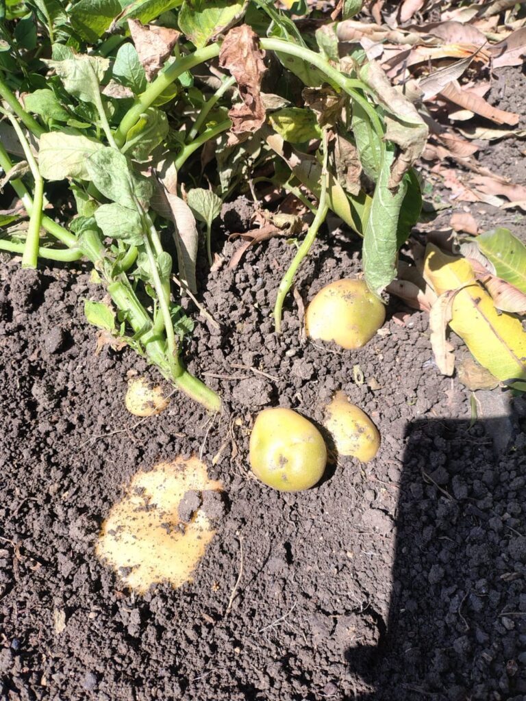 So happy with my potatoes plants🌱