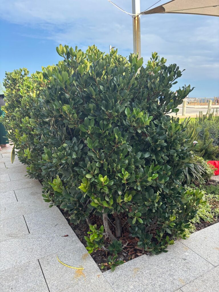 Coastal Hedge ID