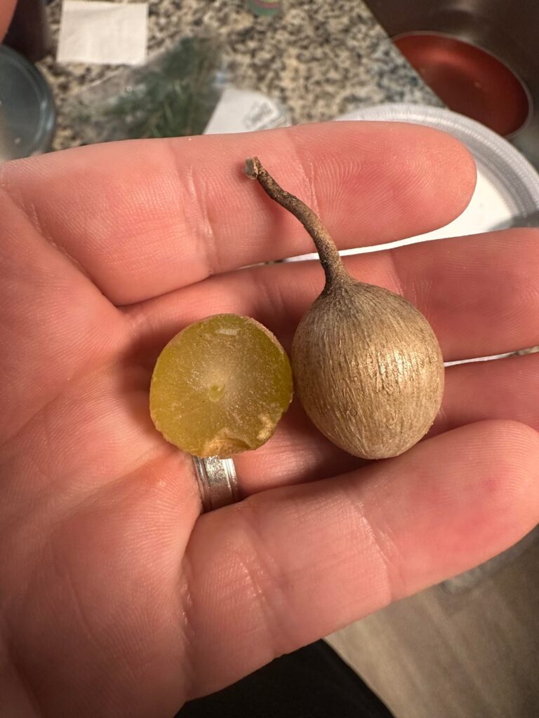 Bulb thing growing by my sidewalk