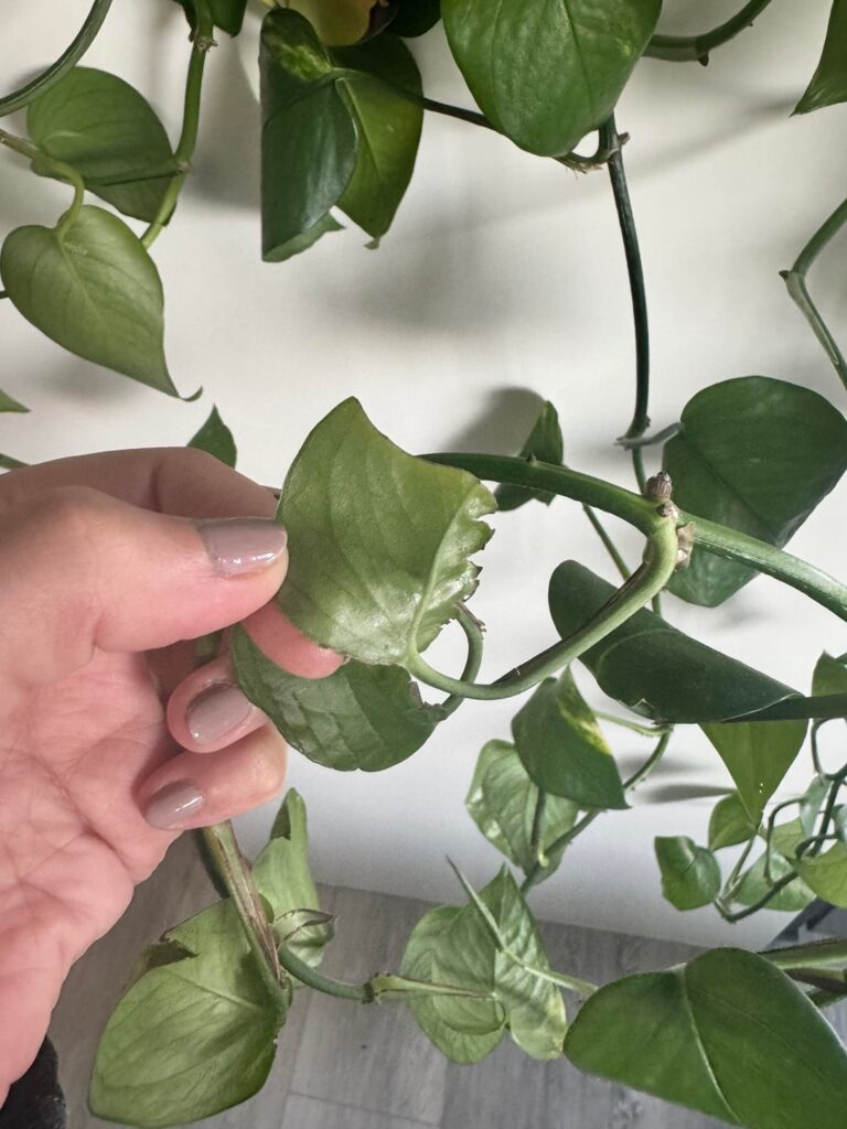 Is there something wrong with my pothos?