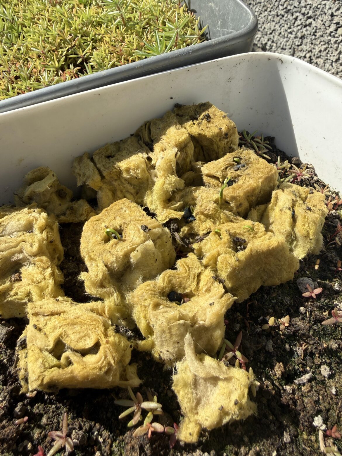 Germination phase