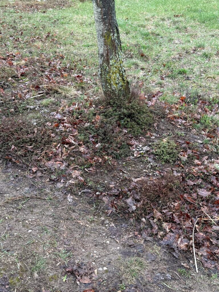Replace grass with mulch?