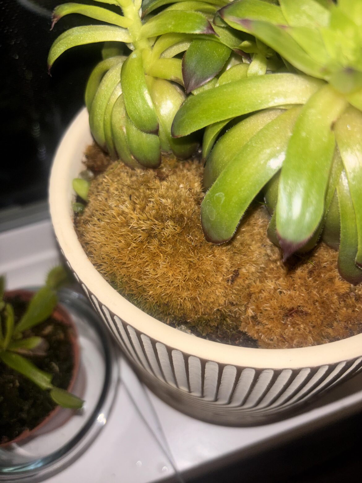 I think my seaweed fertilizer had iron in it, will it survive?