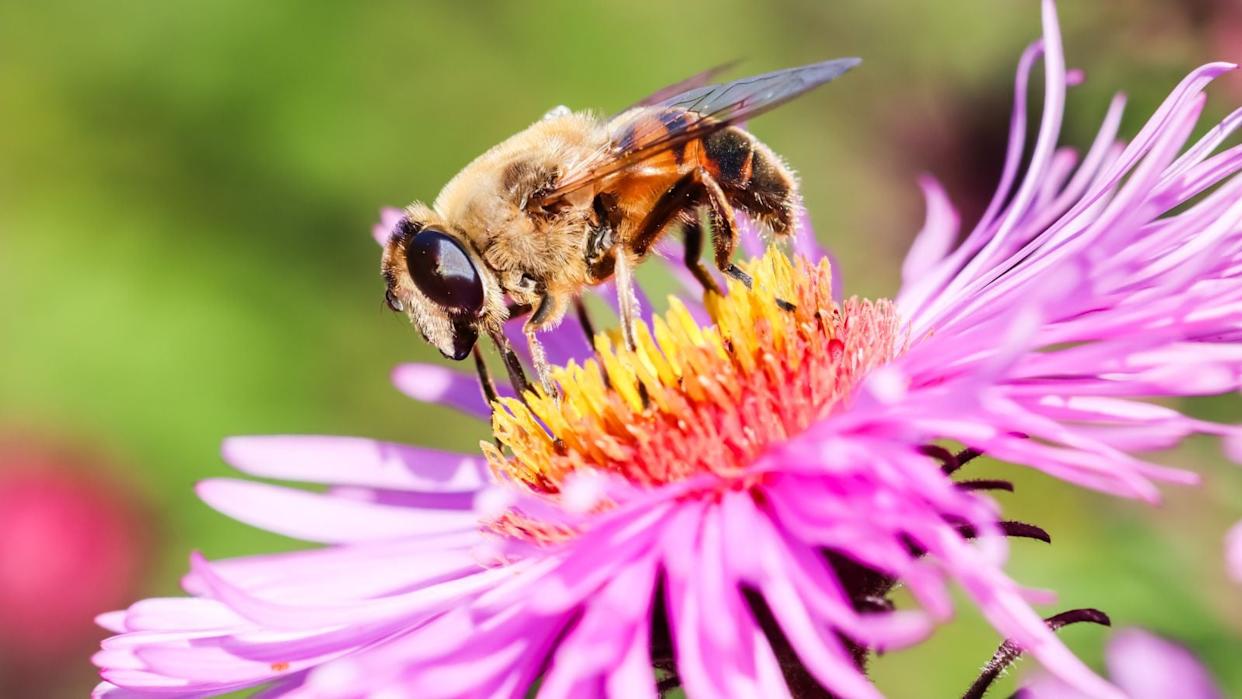 Bee on aster flower.