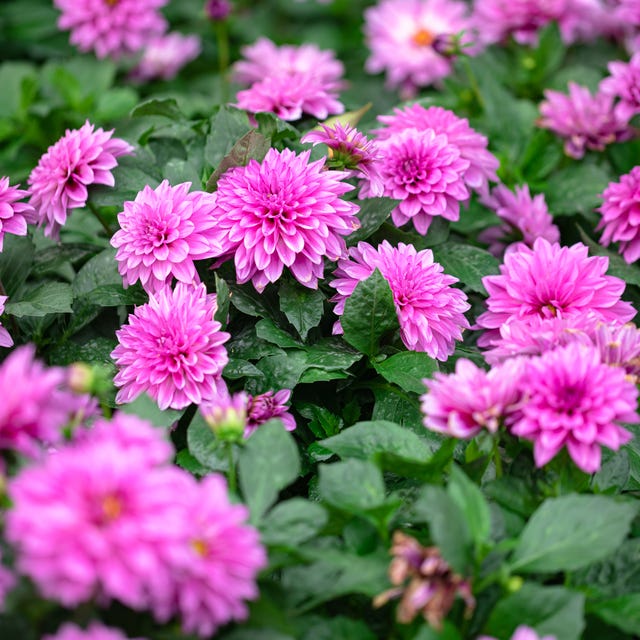 Fresh dahlia flower is it okay to pick someone elses flowers- Fresh dahlia flower