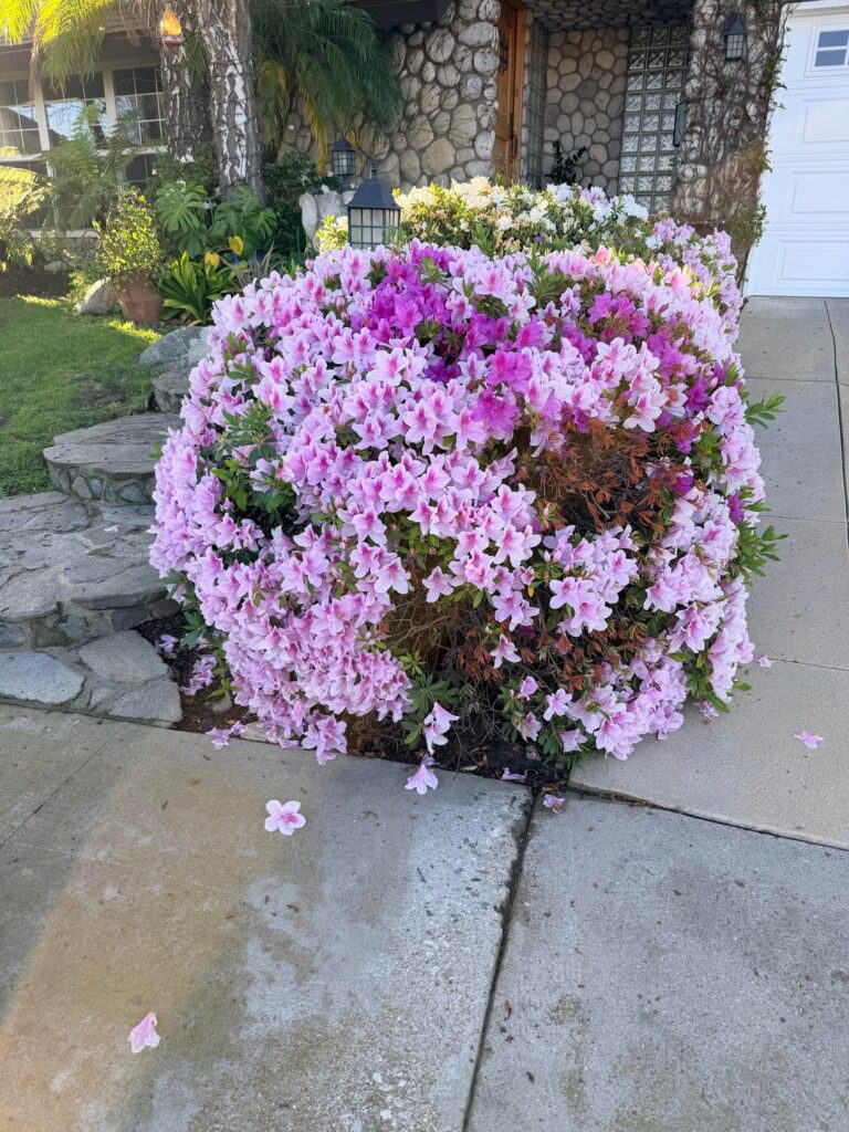 What’s wrong with my bush?