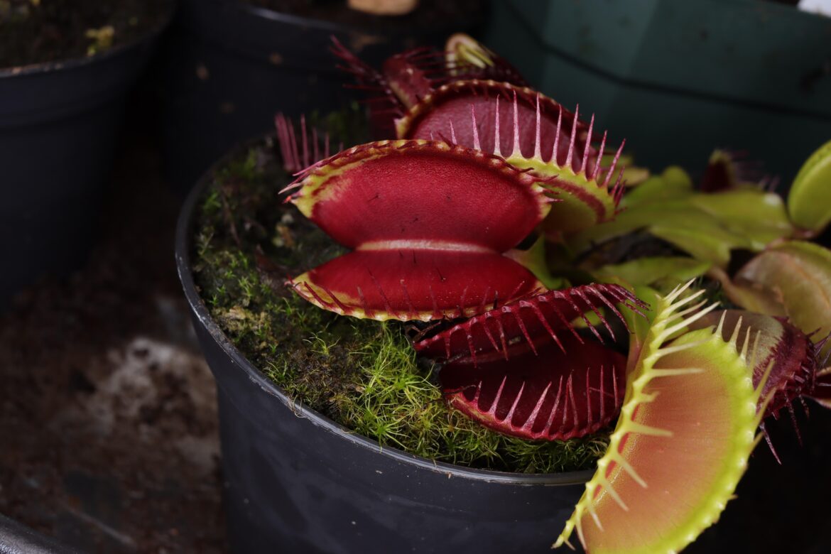 D. muscipula (Venus Fly Trap)