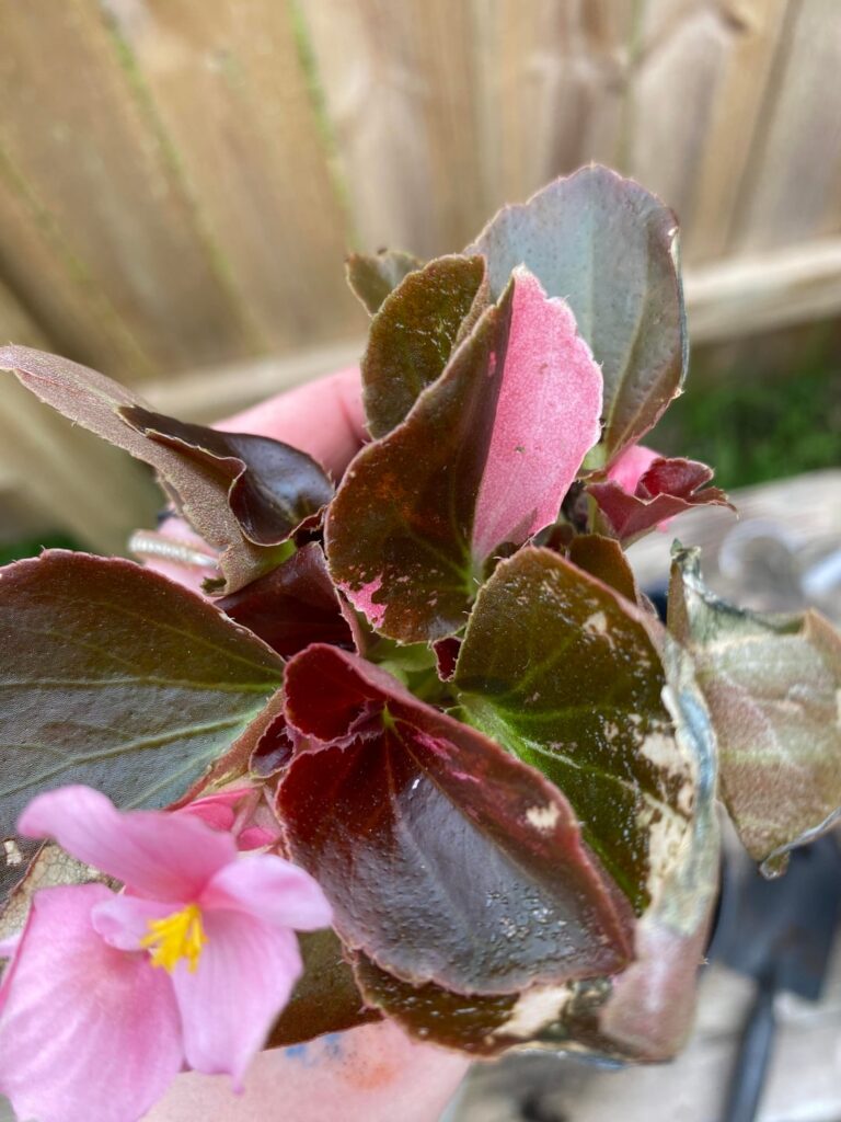 Pink Variegation?