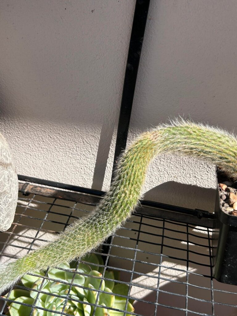 How do I care for a monkey tail?