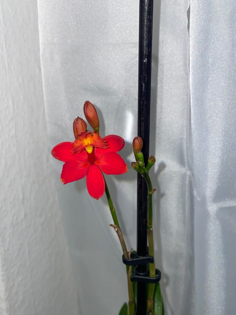 My boy is blooming for the very first time! ππΌ My boy is blooming for the very first time! ππΌ