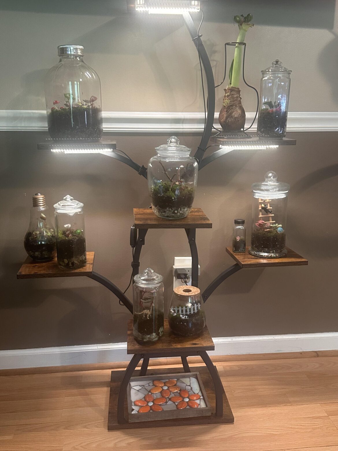 I made a few new terrariums recently want to know what plants do best when you build up a back wall with moss and whatnot