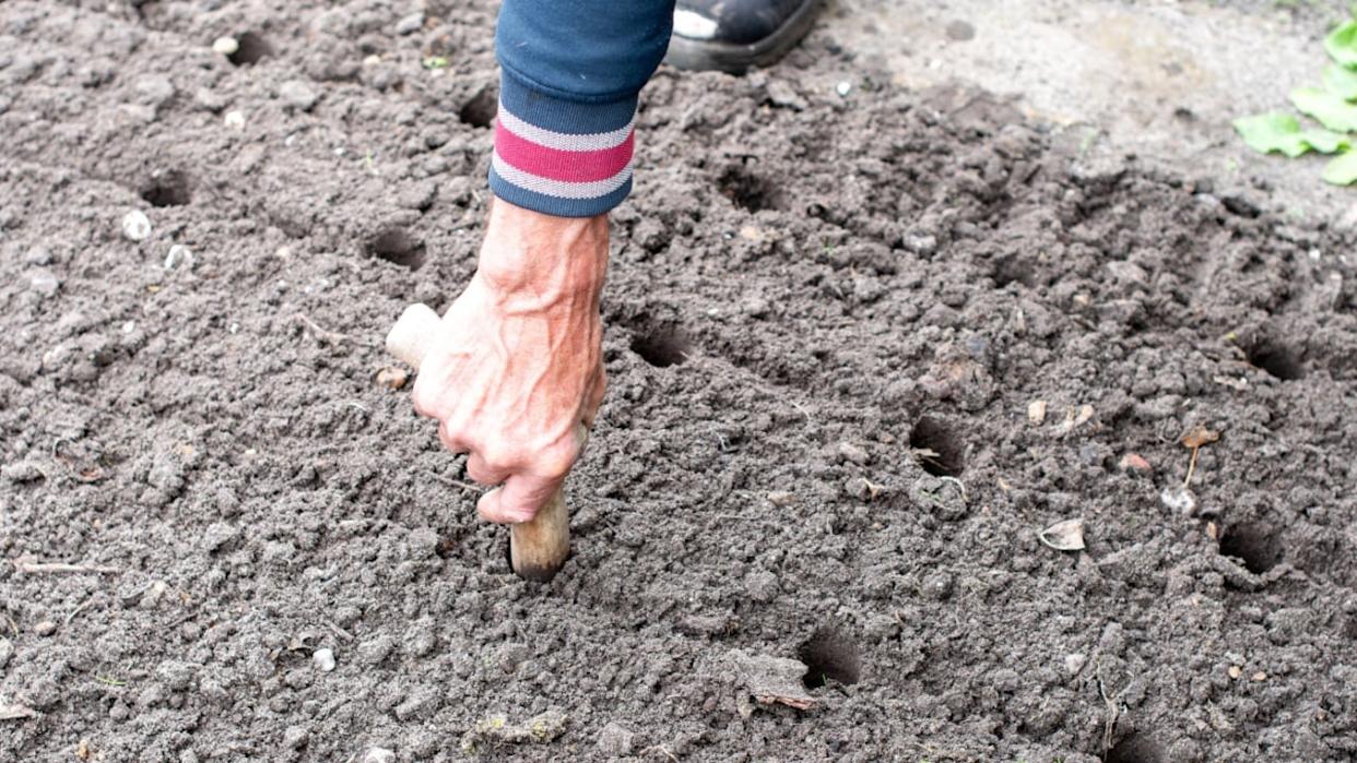 gardener making holes in soft soil with special tool in vegetable garden, for growing organic leeks, ecological gardening, close up,