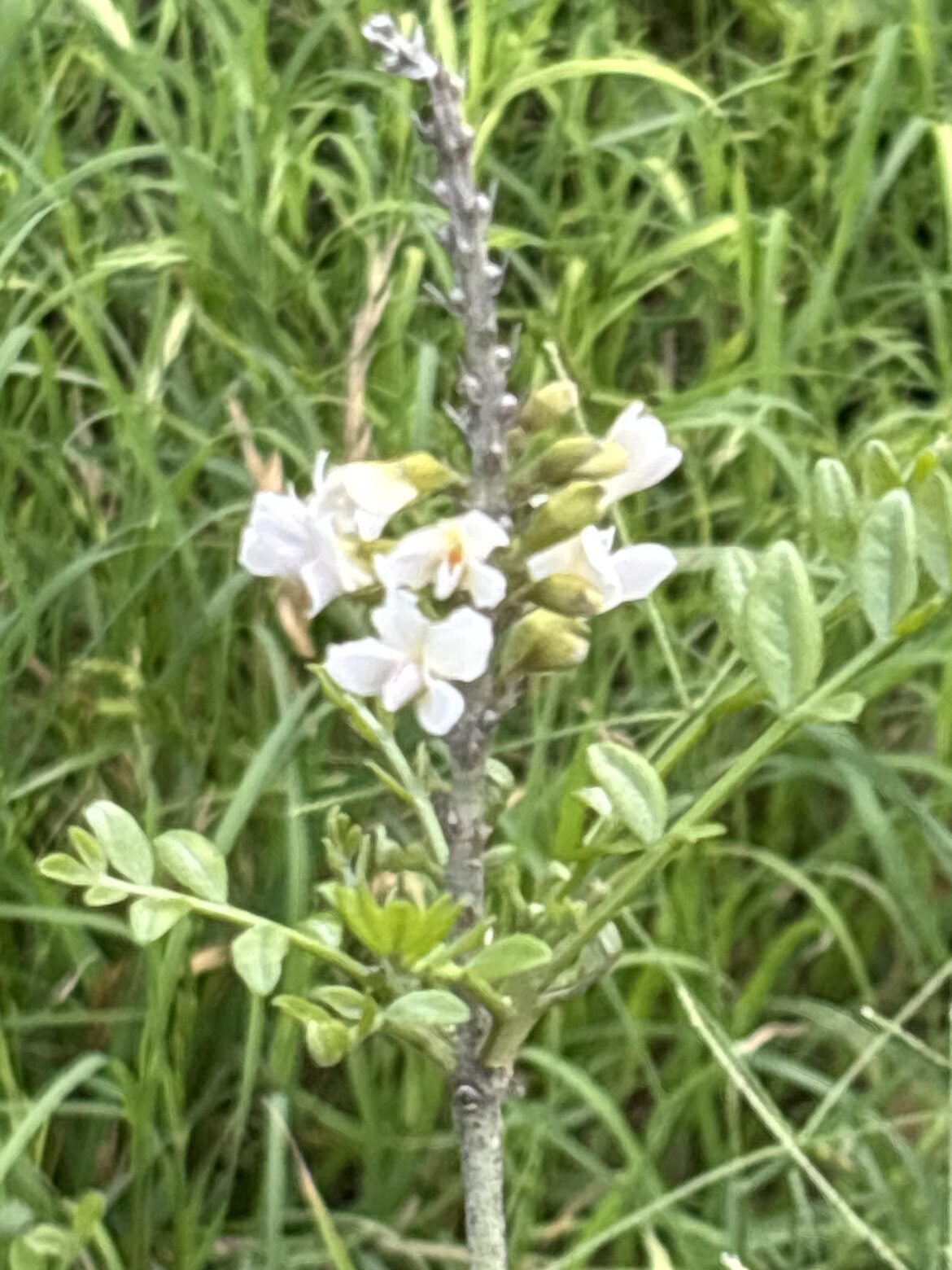 Mountain Laurel or something else?