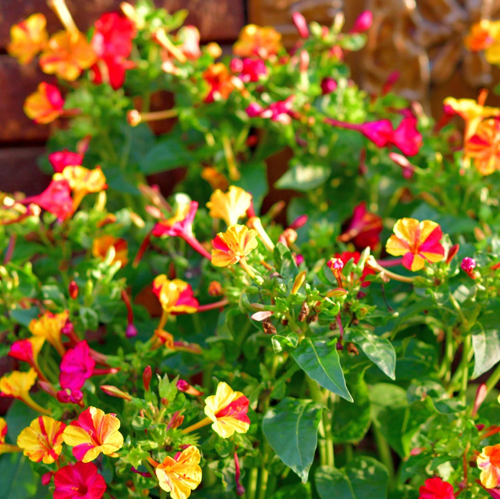 mirabilis jalapa/ four o'clock flower/ marvel of peru: garden ornamental in family nyctaginaceae