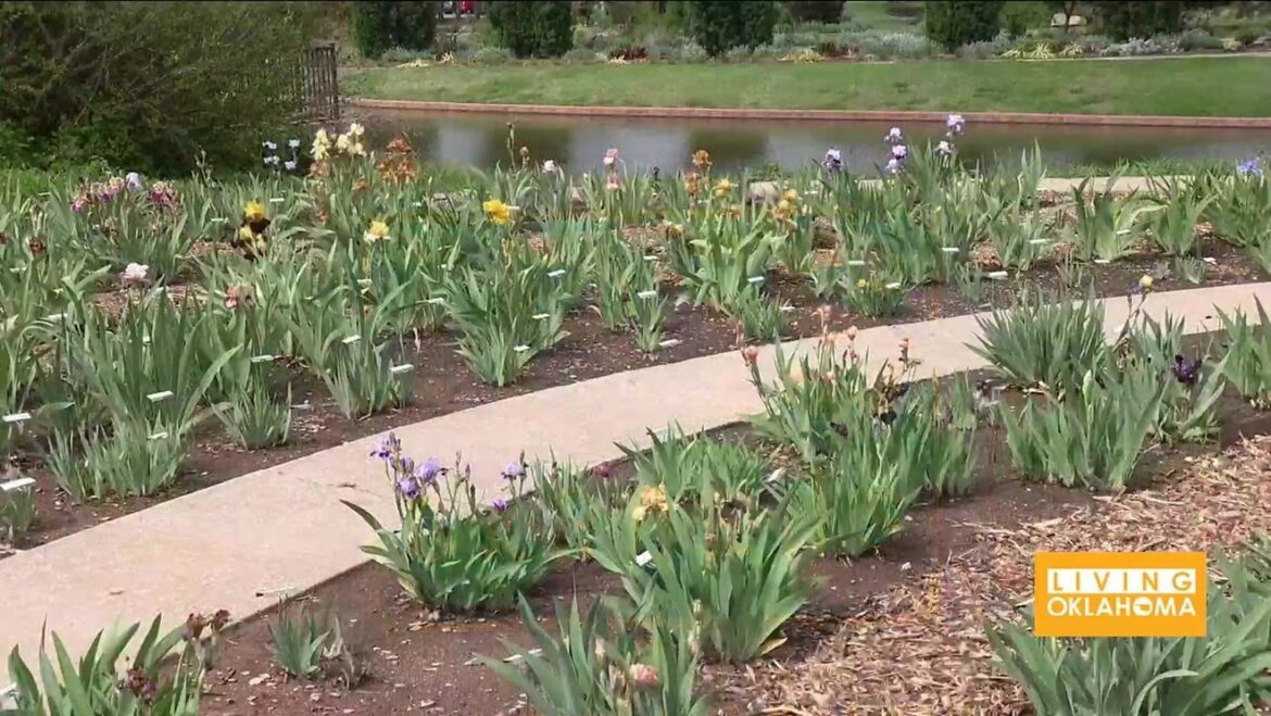 94th Annual Iris Festival blooms at Will Rogers Garden station icon