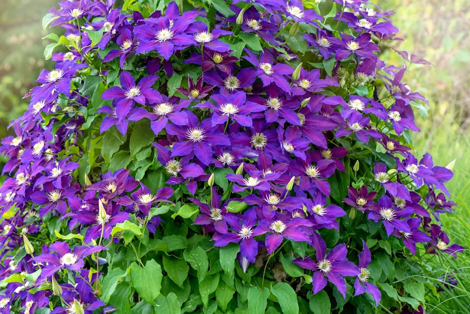 summer flowers clematis flowers outdoors