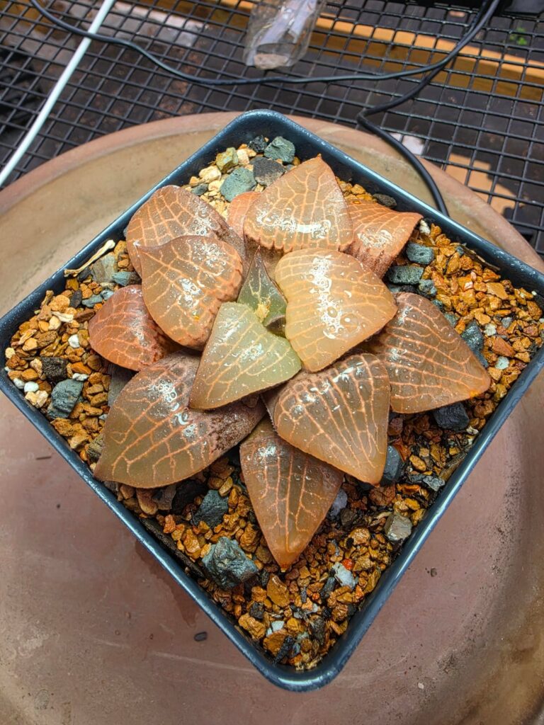 Some pics from the greenhouse