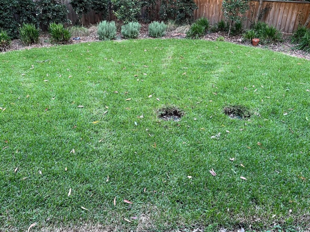 Lawn grubs or beetles Lawn grubs or beetles