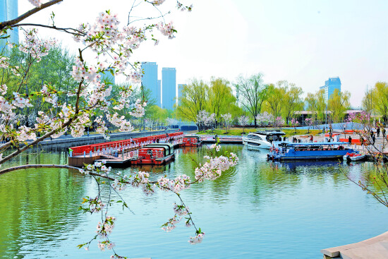 How Chaoyang’s “Sakura River” is Dazzling Spring – Asia News Network How Chaoyang’s “Sakura River” is Dazzling Spring – Asia News Network