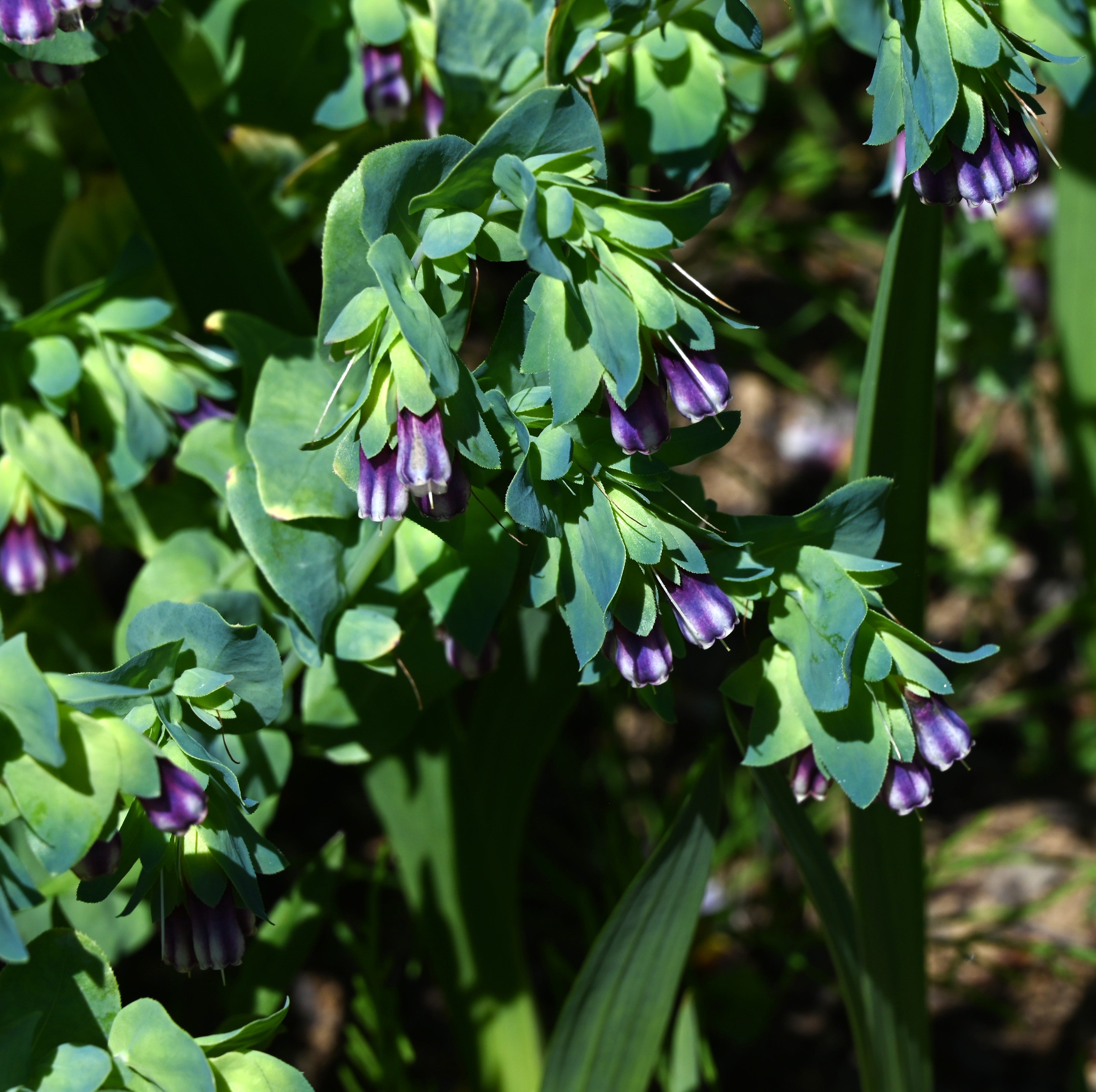 cerinthe major (honeywort) flowers. annual plants of the boraginaceae family native to europe.