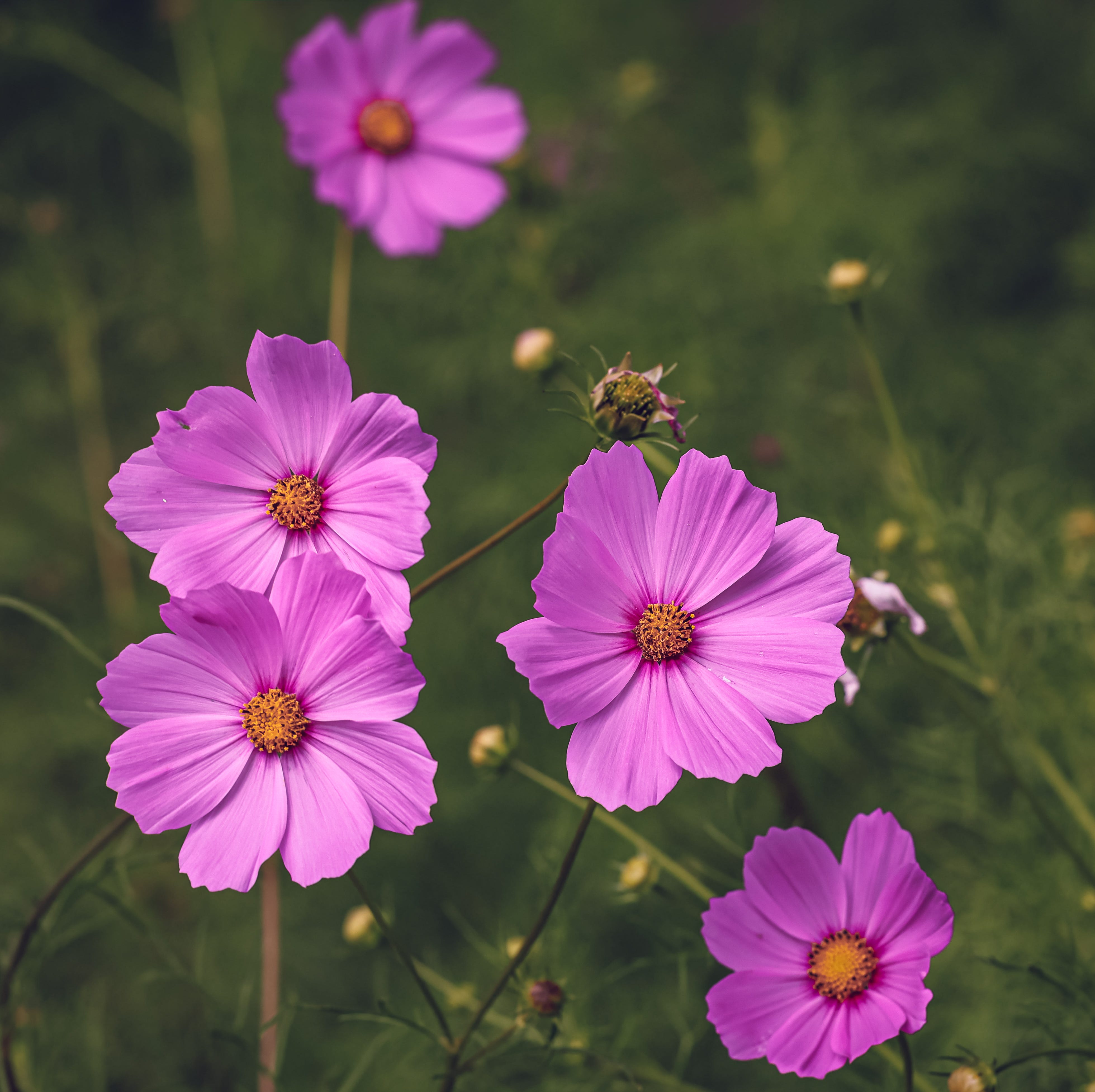 close up of pink cosmos flowers in bloom