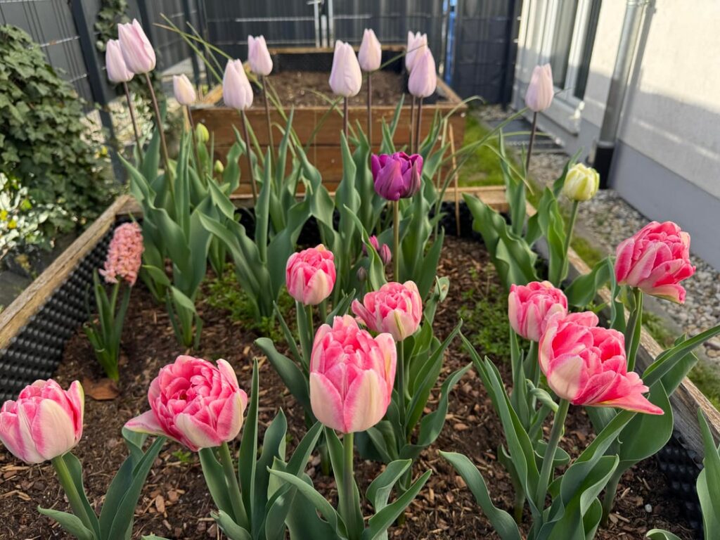 My first cut-flower harvest🌷