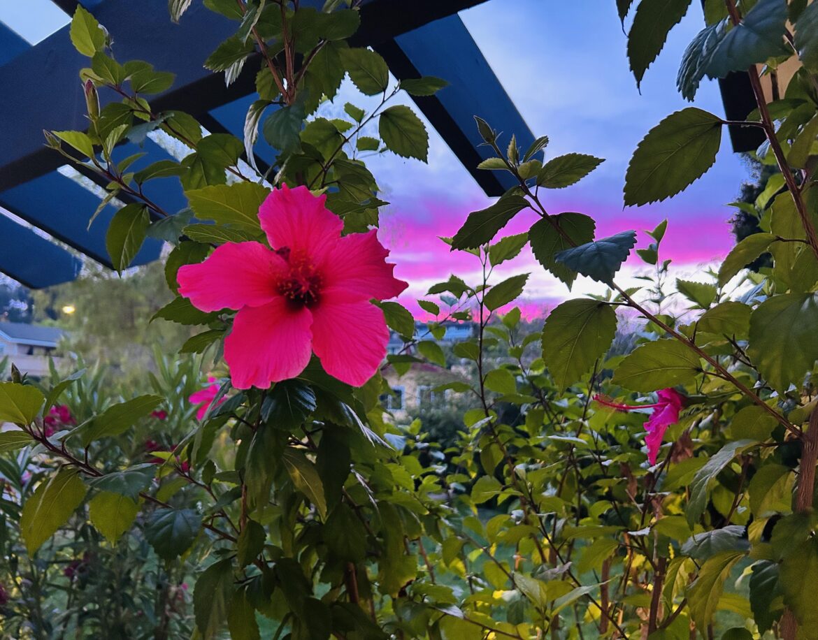Lovely Hibiscus 🌺 Lovely Hibiscus 🌺
