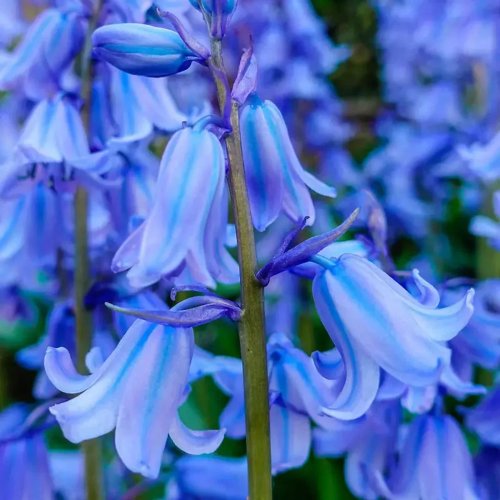 The silent invader: Why Spanish bluebells pose a threat to UK gardens The silent invader: Why Spanish bluebells pose a threat to UK gardens