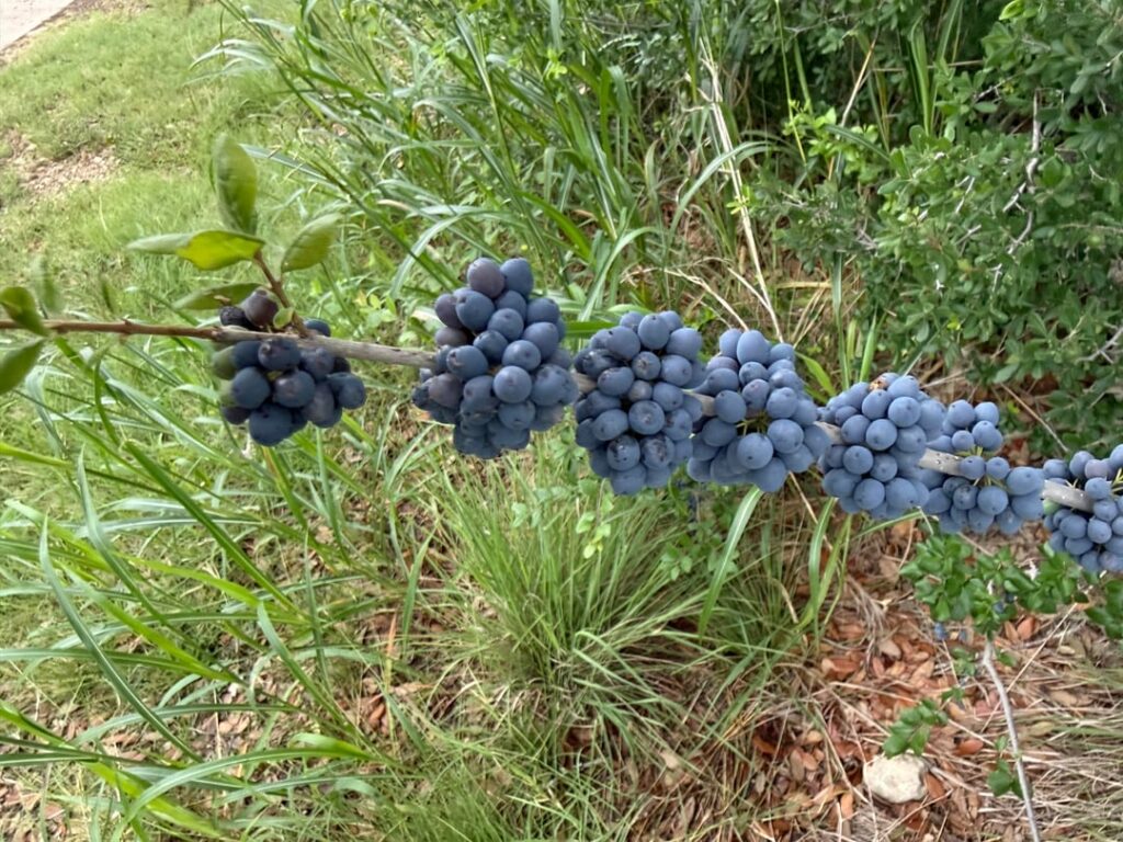 Central Texas, please help