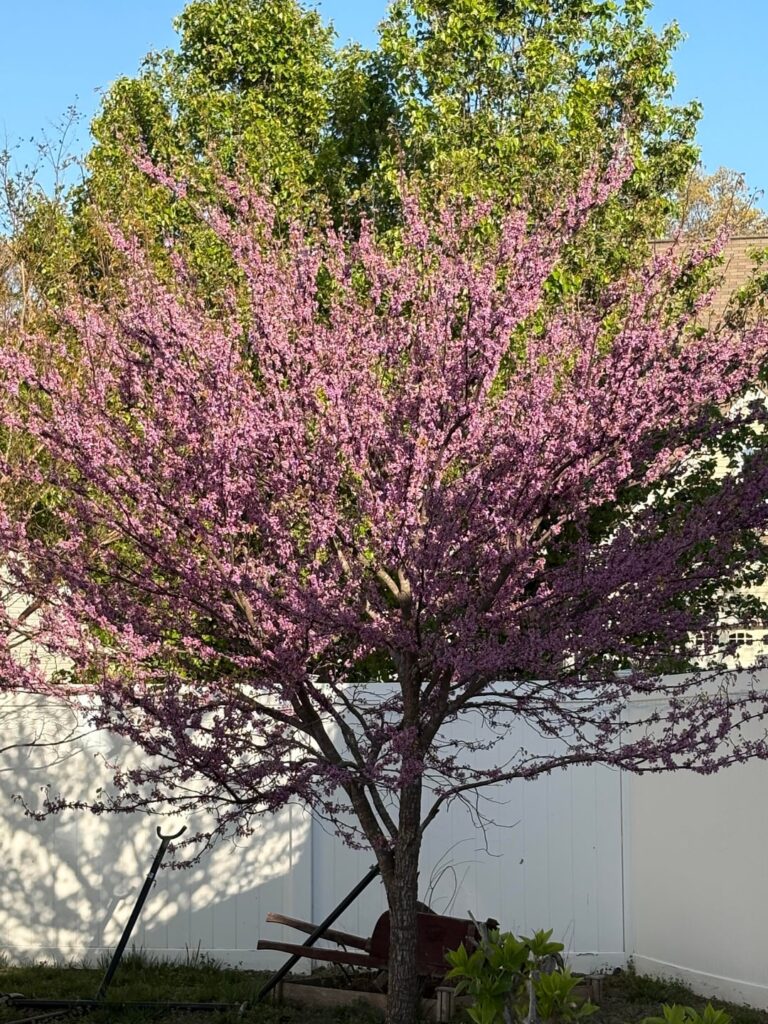 Bee Loving Eastern Redbud